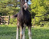 bay-colt-for-sale