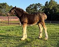 15-hand-gypsy-vanner-colt