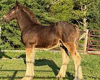 bay-gypsy-vanner-for-sale
