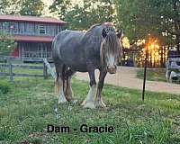 elvis-gypsy-vanner-horse