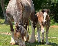 gracie-gypsy-vanner-horse