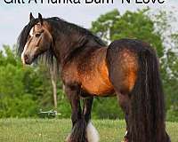 prospects-gypsy-vanner-horse