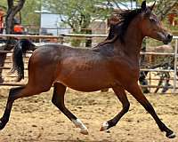 gentle-yearling-arabian-horse
