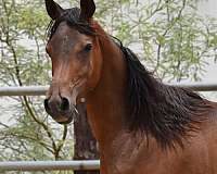 section-arabian-horse