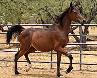 gentle-yearling-horse