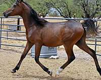 section-horse