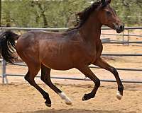 action-colt