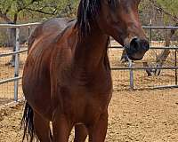 can-go-any-direction-colt