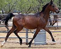 canter-colt
