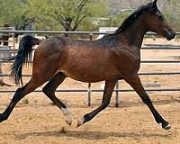 egyptian-colt