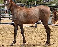 domino-arabian-horse