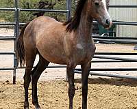 fox-hunter-arabian-horse