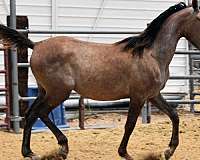 without-sacrificing-arabian-horse