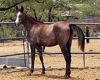 wes-arabian-horse