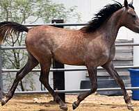 asil-horse