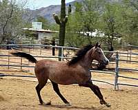 domino-horse