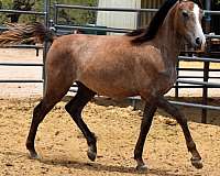 egyptian-sired-horse