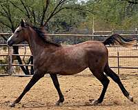 without-sacrificing-horse