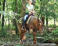 gelding-quarter-horse