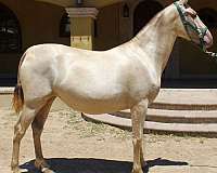 perlino-horse