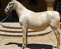 green-eyes-andalusian-horse