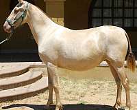 blue-eyes-andalusian-horse
