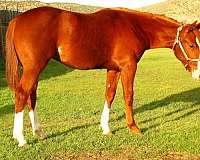 cutting-filly-stallion