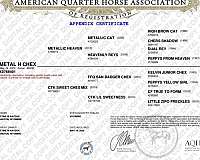 quarter-horse-filly