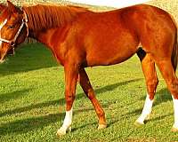 reined-cow-filly-stallion