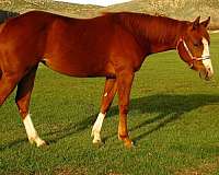 quarter-horse-filly
