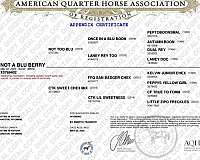 quarter-horse