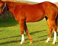 quarter-horse-for-sale