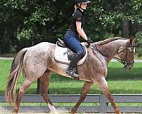 roan-quarter-horse