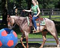 flashy-quarter-horse