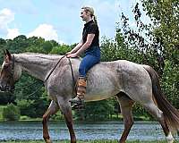 bombproof-quarter-horse