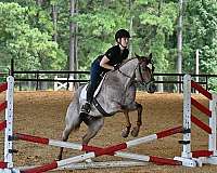 all-around-quarter-horse