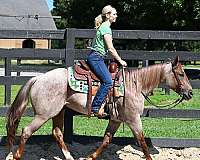 western-quarter-horse