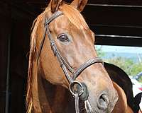 breeding-appendix-pony