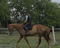 all-appendix-pony