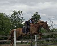 all-around-mare-appendix-pony