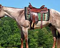 athletic-quarter-horse
