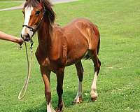 bay-blaze-stockings-horse
