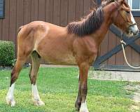 all-around-gypsy-vanner-horse