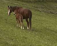 haflinger-horse-for-sale