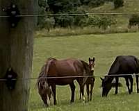 haflinger-mare