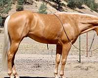 athletic-quarter-horse
