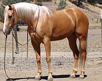 beginner-quarter-horse