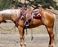 calf-roping-quarter-horse