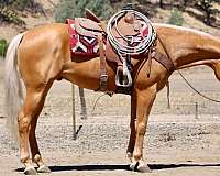 endurance-quarter-horse