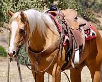 experienced-quarter-horse